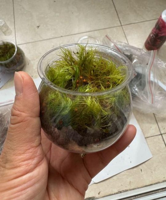 水苔可以加土里养花吗？一文说清利弊与正确用法