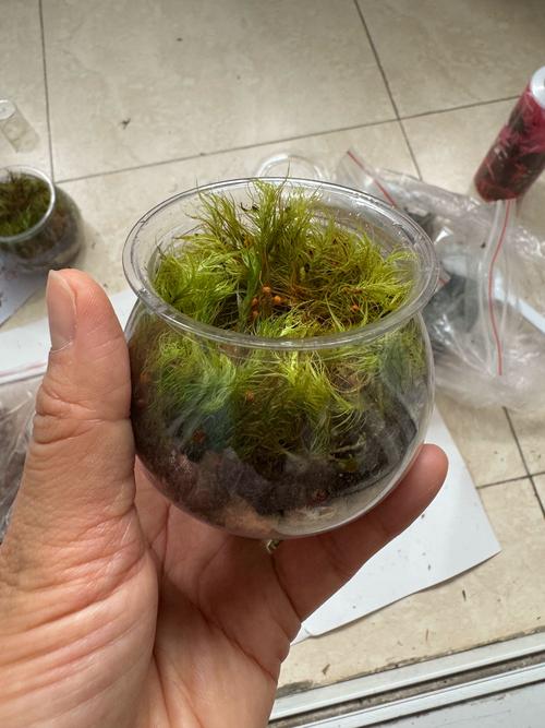 水苔可以加土里养花吗?一文说清利弊与正确用法 一、水苔混土的好处