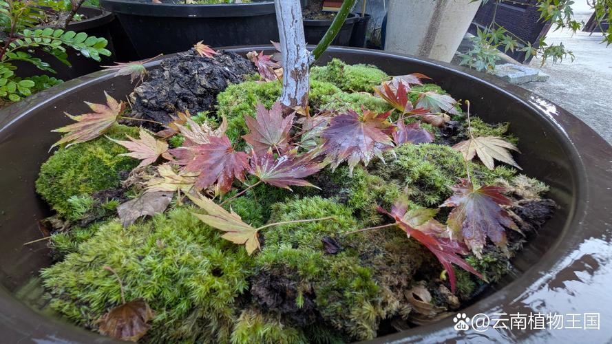 水苔可以加土里养花吗?一文说清利弊与正确用法 二、潜在风险与禁忌