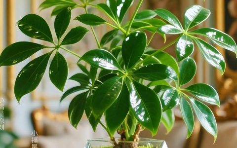 客厅种鸭脚木好吗？一篇科学养护与观赏解析