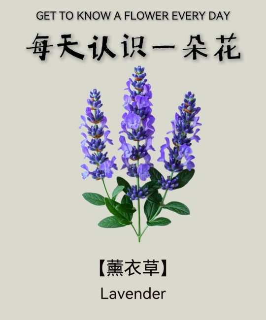 薰衣草为什么叫薰衣草？——名字背后的历史与家庭养护指南
