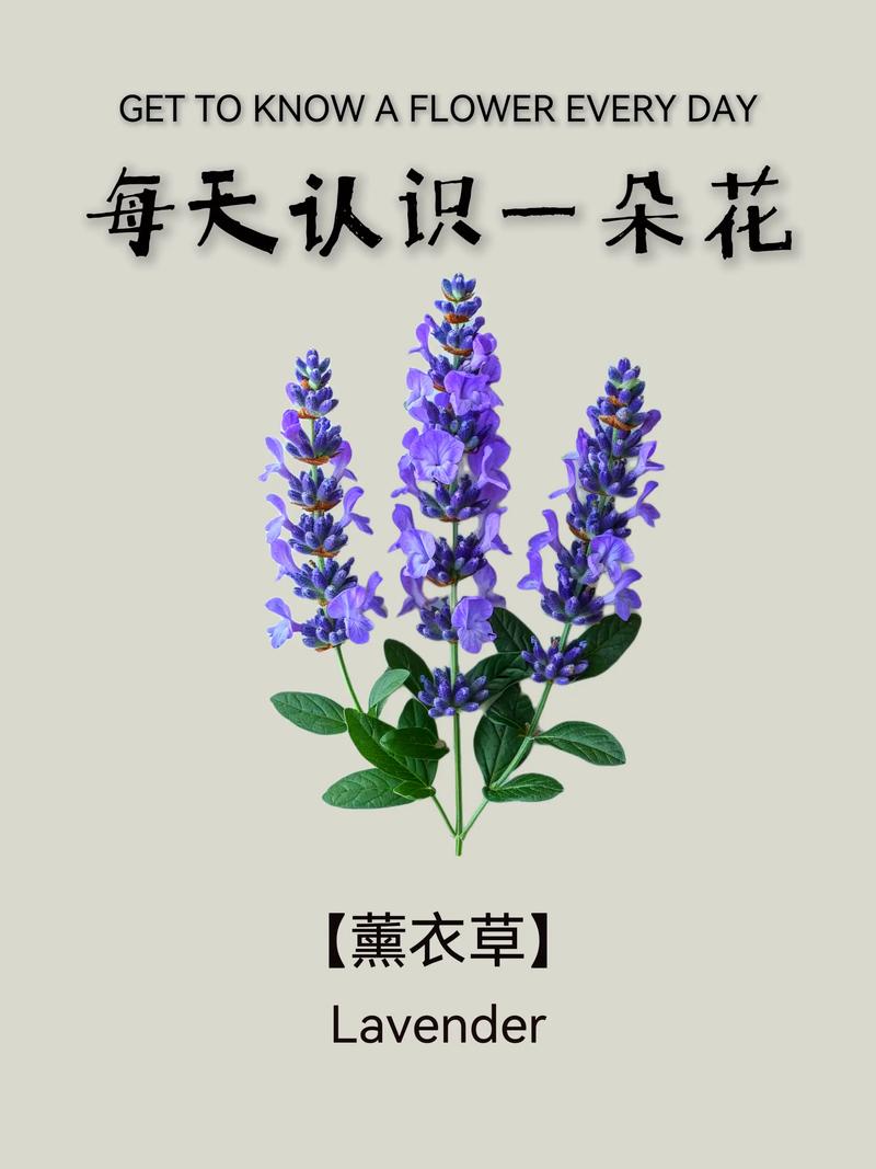 薰衣草为什么叫薰衣草?——名字背后的历史与家庭养护指南 薰衣草为什么叫薰衣草?——名字背后的历史与家庭养护指南