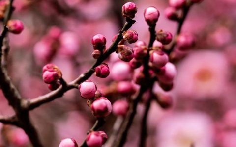 梅花在哪个季节开花？详解花期、促花技巧与养护要点