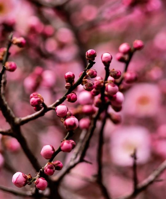 梅花在哪个季节开花？详解花期、促花技巧与养护要点
