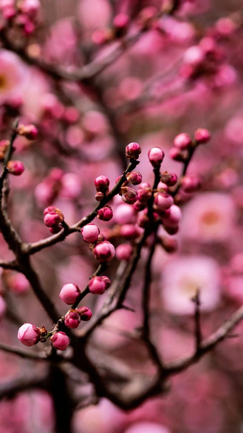 梅花在哪个季节开花?详解花期、促花技巧与养护要点 梅花在哪个季节开花?详解花期、促花技巧与养护要点