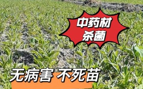 玉米可以重茬种植吗？重茬种植全流程技术指南