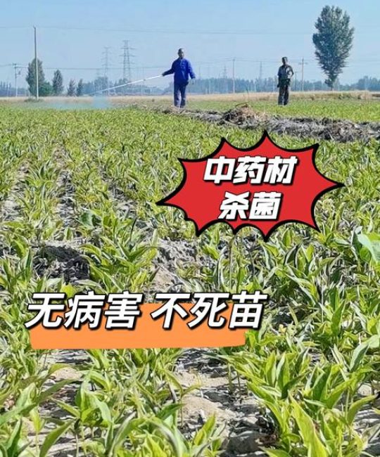 玉米可以重茬种植吗？重茬种植全流程技术指南