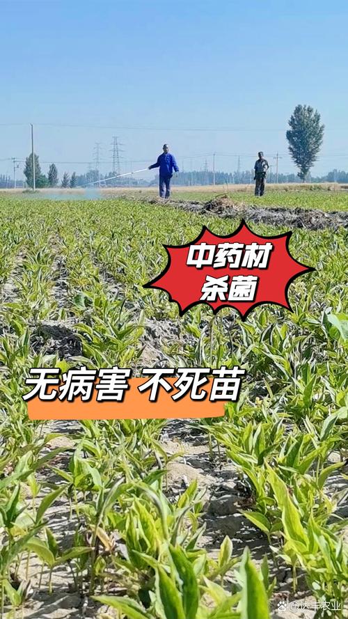 玉米可以重茬种植吗?重茬种植全流程技术指南 1. 适宜时间