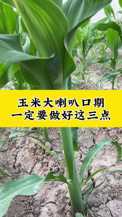 玉米可以重茬种植吗?重茬种植全流程技术指南 2. 土壤环境