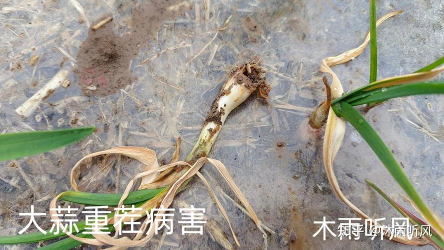 玉米可以重茬种植吗?重茬种植全流程技术指南 5. 浇定根水(播种后浇水)