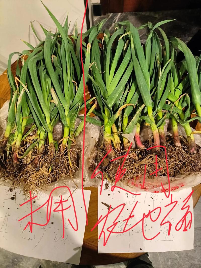 玉米可以重茬种植吗?重茬种植全流程技术指南 6. 缓苗管理(出苗至三叶期)
