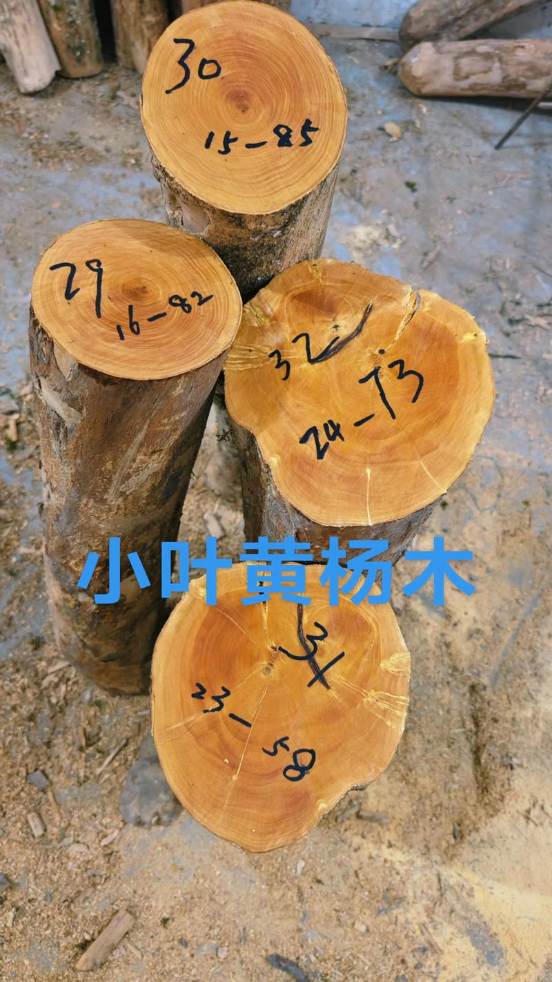 黄杨木鉴定最简单方法:瓜子黄杨与雀舌黄杨的鉴别与工程规格解析 黄杨木鉴定最简单方法:瓜子黄杨与雀舌黄杨的鉴别与工程规格解析