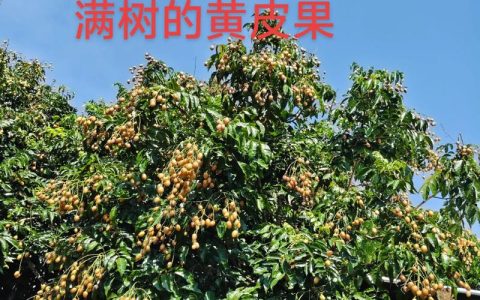 黄皮树用什么肥？掌握关键施肥技巧，果实饱满甜度高