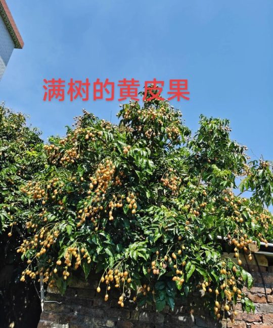 黄皮树用什么肥？掌握关键施肥技巧，果实饱满甜度高
