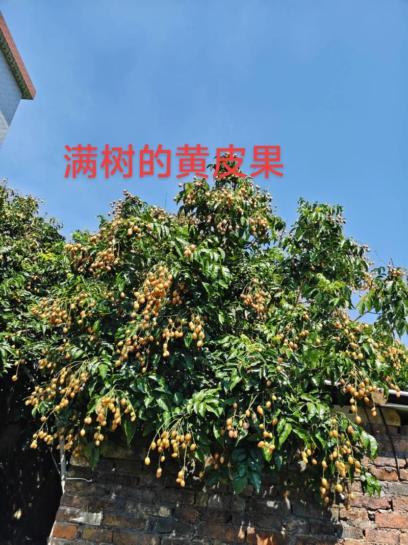 黄皮树用什么肥?掌握关键施肥技巧,果实饱满甜度高 一、黄皮树需肥特点