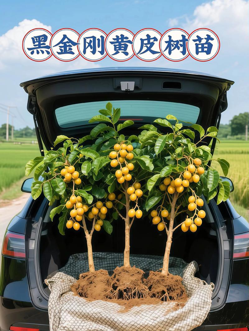 黄皮树用什么肥?掌握关键施肥技巧,果实饱满甜度高 四、施肥注意事项