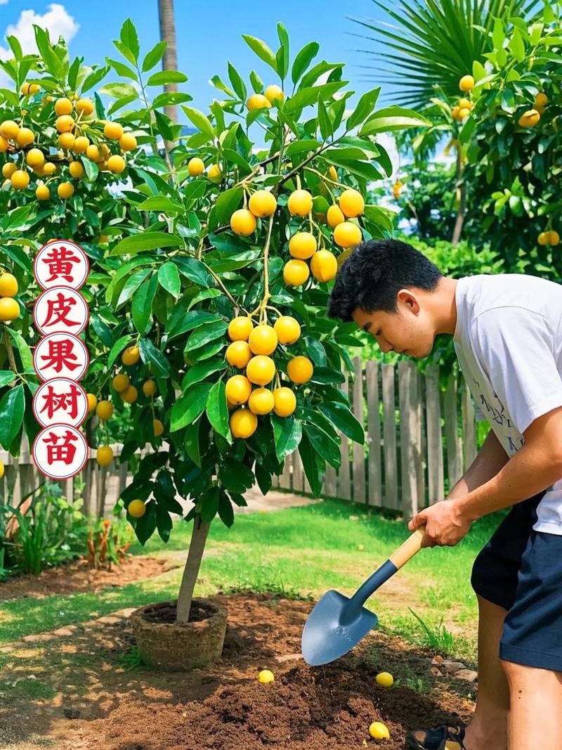 黄皮树用什么肥?掌握关键施肥技巧,果实饱满甜度高 五、常见问题解答