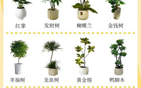 鸿运当头花摆放哪里聚财？掌握这几点，旺宅又招财