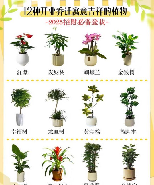 鸿运当头花摆放哪里聚财？掌握这几点，旺宅又招财