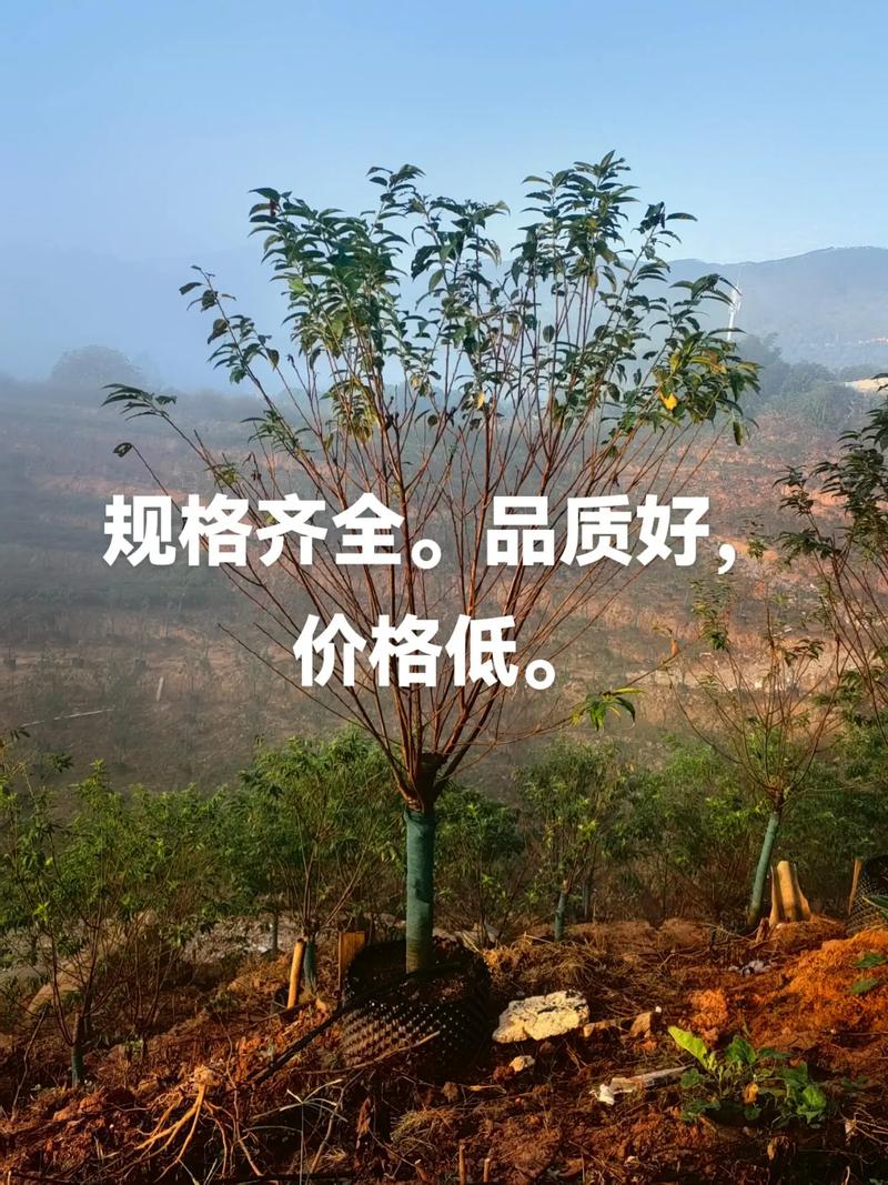 樱花树苗价格参考:2米规格市场行情与影响因素详解 规格与品种:价格的基石