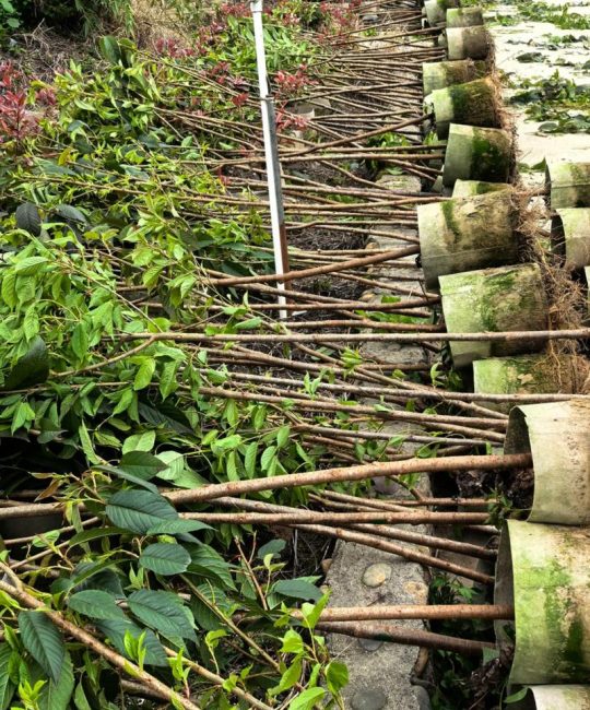 樱花树苗价格参考：2米规格市场行情与影响因素详解