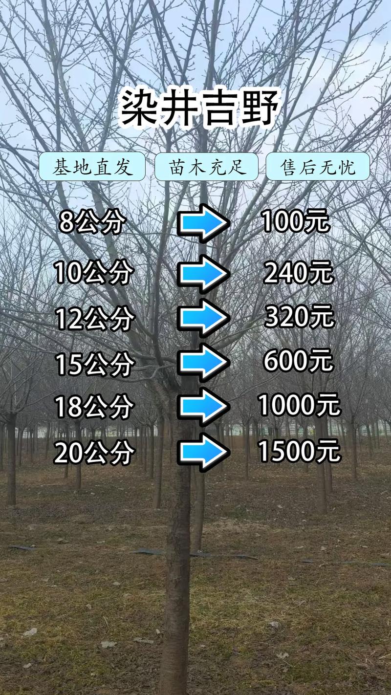 樱花树苗价格参考:2米规格市场行情与影响因素详解 购买数量:散户与批发的价格差