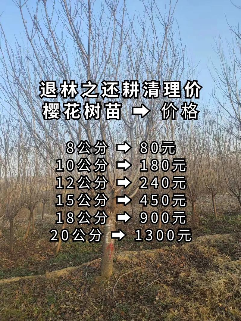 樱花树苗价格参考:2米规格市场行情与影响因素详解 运输:物流成本占比10%-30%