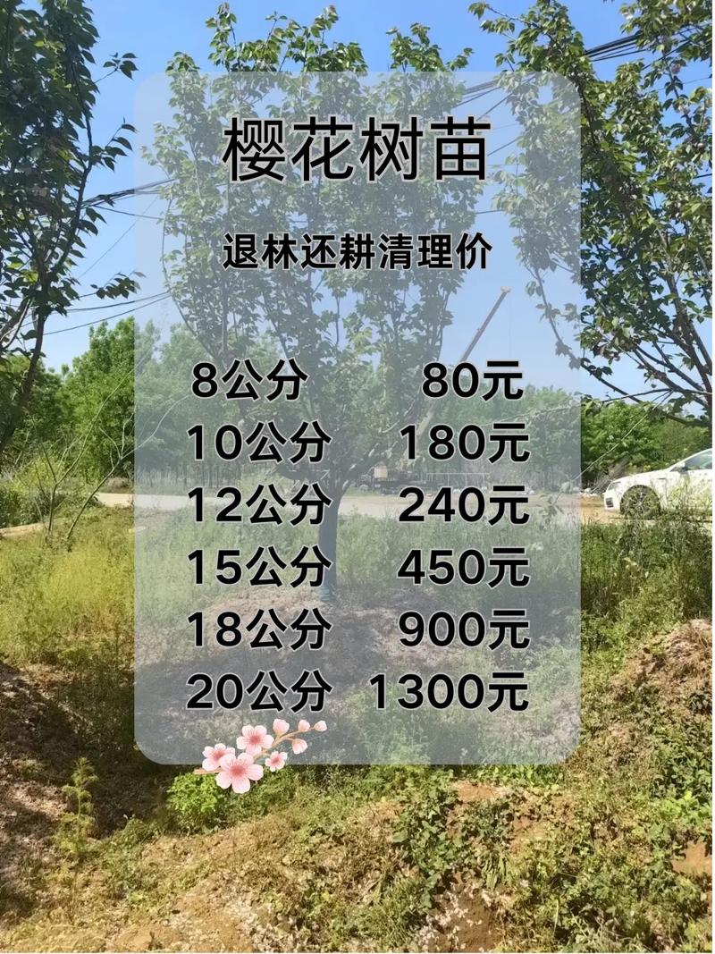 樱花树苗价格参考:2米规格市场行情与影响因素详解 常见问题(FAQ)