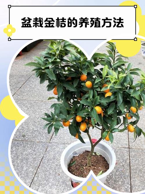 种金桔需要什么肥料比较好?家庭盆栽金桔全年养护指南 越冬越夏:冬防寒、夏降温,减少环境剧变
