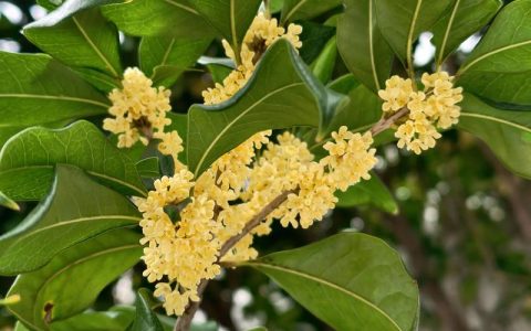 8年桂花树值多少钱？2025年最新价格参考与影响因素解析