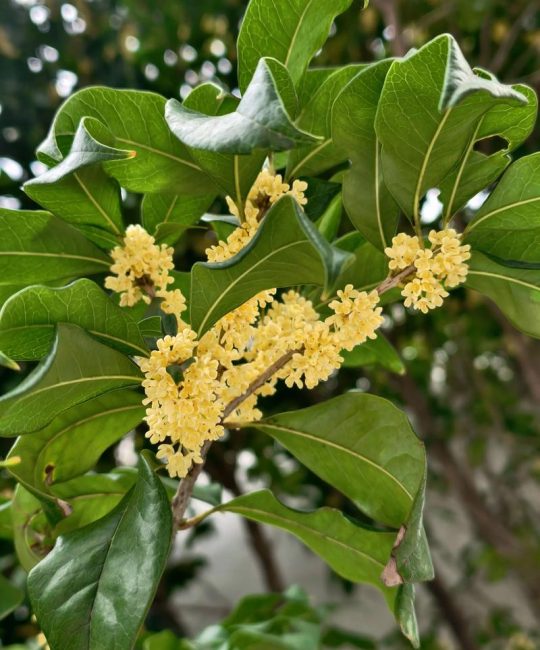 8年桂花树值多少钱？2025年最新价格参考与影响因素解析