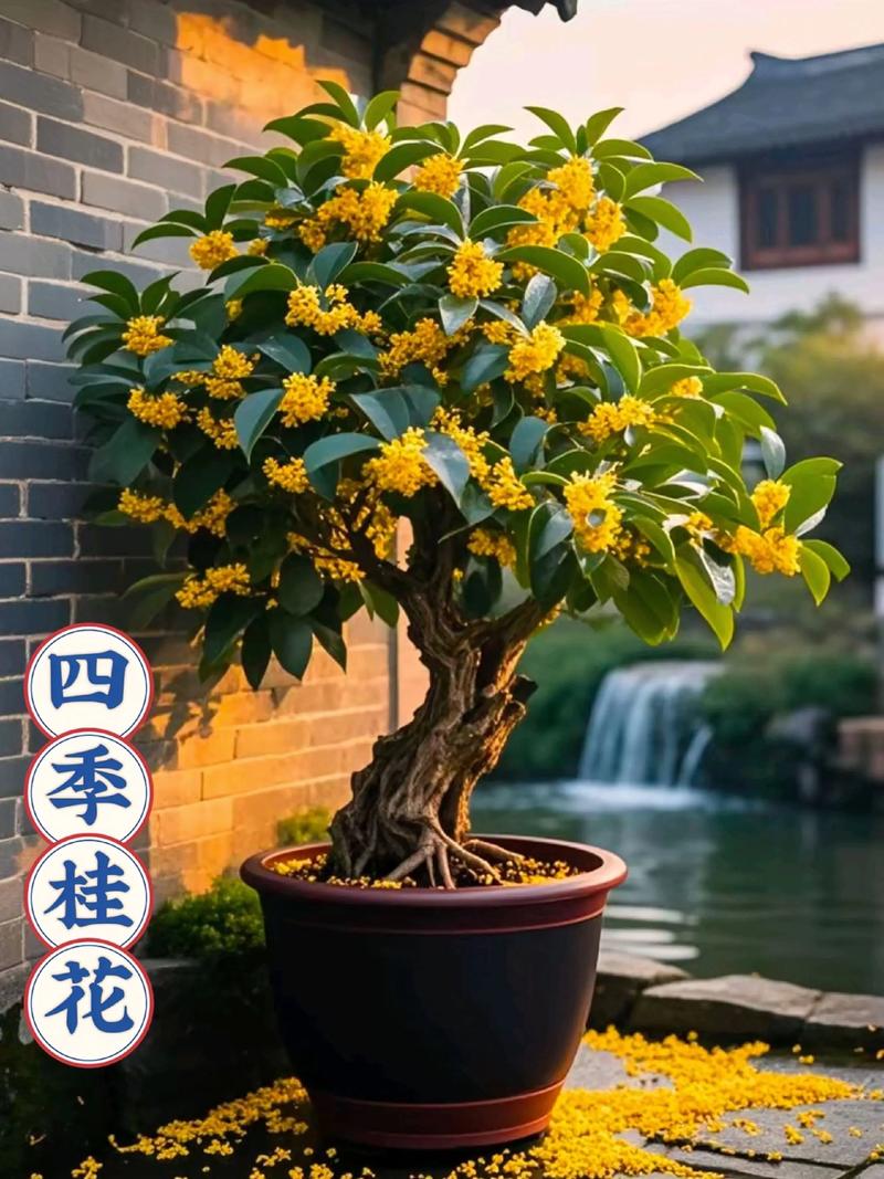 8年桂花树值多少钱?2025年最新价格参考与影响因素解析 购买数量(单棵 vs 批量)——批发折扣与起订量