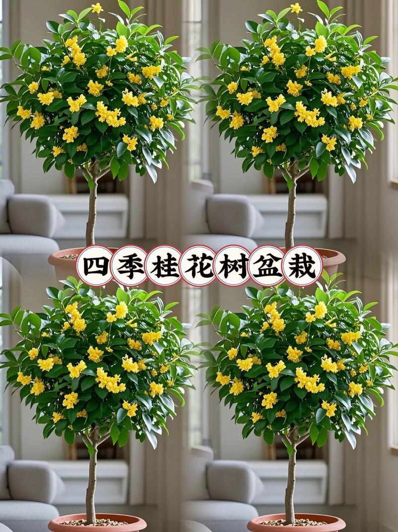 8年桂花树值多少钱?2025年最新价格参考与影响因素解析 运输(距离与土球要求)——物流成本占10%-30%