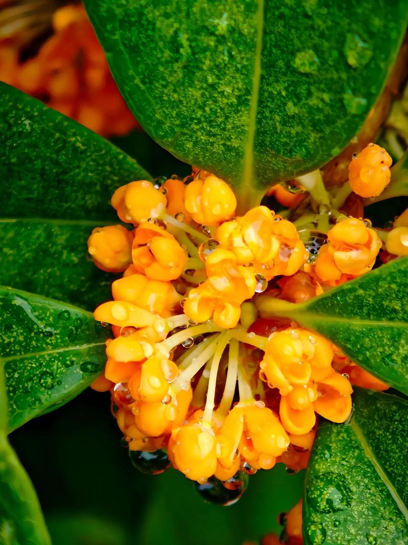 8年桂花树值多少钱?2025年最新价格参考与影响因素解析 常见问题FAQ