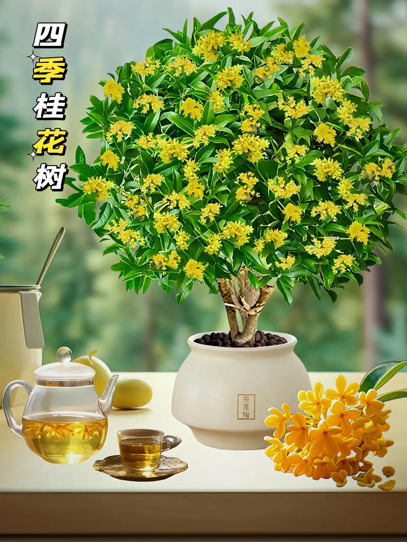 8年桂花树值多少钱?2025年最新价格参考与影响因素解析 8年桂花树价格参考速查表