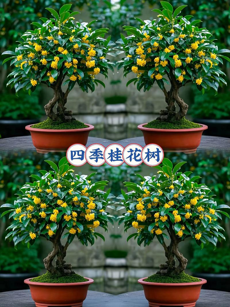 8年桂花树值多少钱?2025年最新价格参考与影响因素解析 咨询指南
