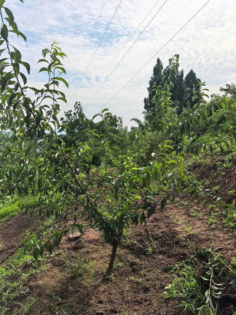 院子里能种李子树吗?吉利吗?科学种植与文化寓意全解析 三、总结
