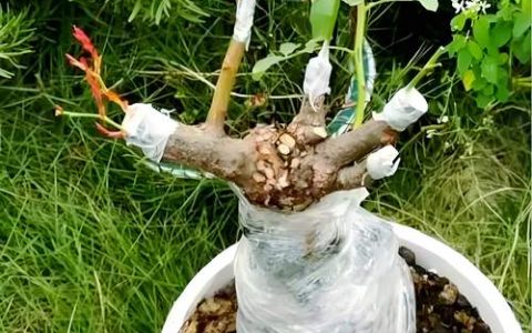 月季老桩怎么栽种能存活？老桩月季复壮与种植全攻略