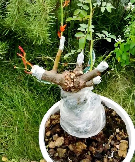 月季老桩怎么栽种能存活？老桩月季复壮与种植全攻略