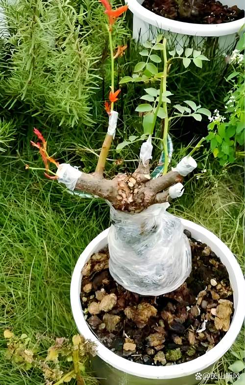 月季老桩怎么栽种能存活?老桩月季复壮与种植全攻略 月季老桩怎么栽种能存活?老桩月季复壮与种植全攻略