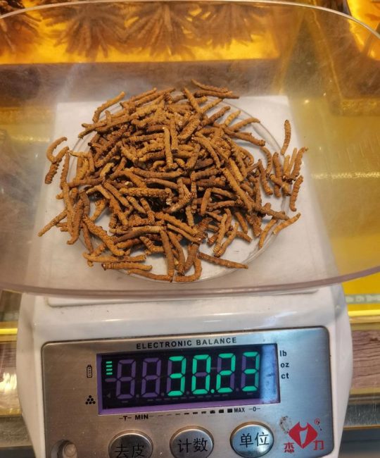 虫草一根大概多少克？揭秘冬虫夏草的重量与选购指南
