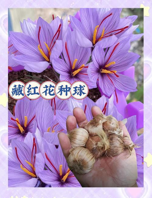 四、收到种球后，这样做才能养出好“藏红花”