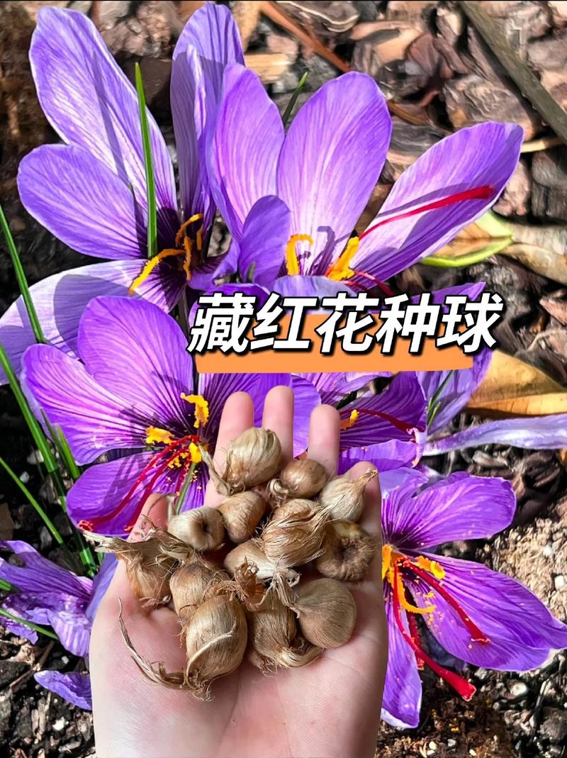 五、总结：最适合你的购买方案