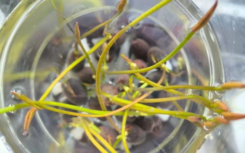 碗莲种子如何发芽？精准破壳与催芽全流程解析