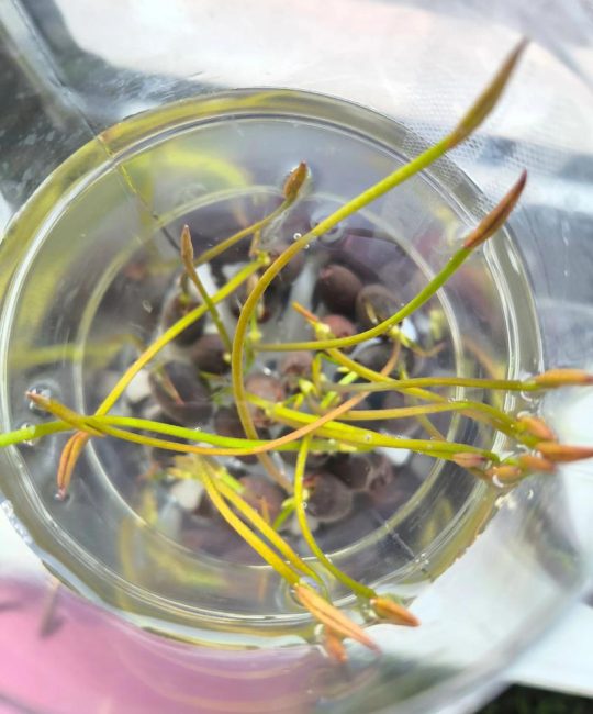 碗莲种子如何发芽？精准破壳与催芽全流程解析