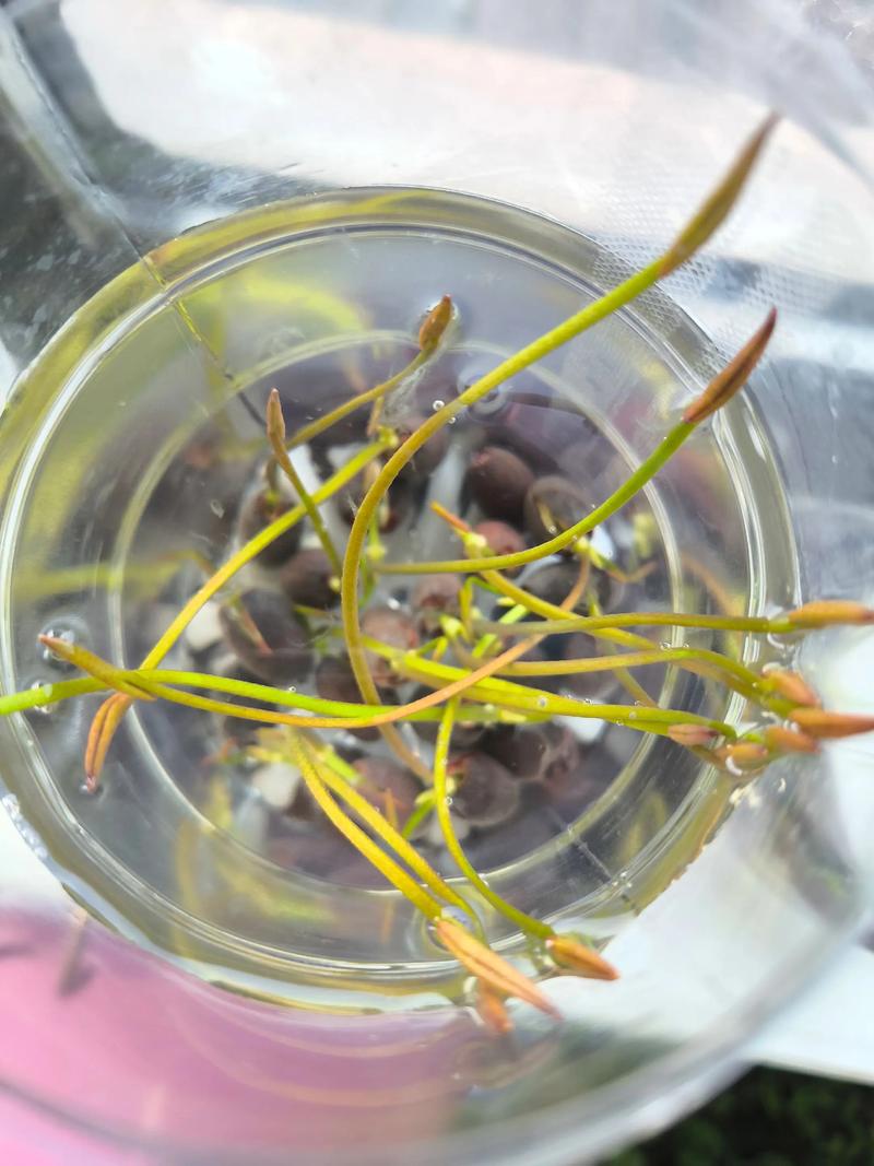 碗莲种子如何发芽?精准破壳与催芽全流程解析 碗莲种子如何发芽?精准破壳与催芽全流程解析