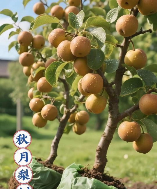 梨树苗多少钱一颗？2026年最新价格参考与影响因素全解析