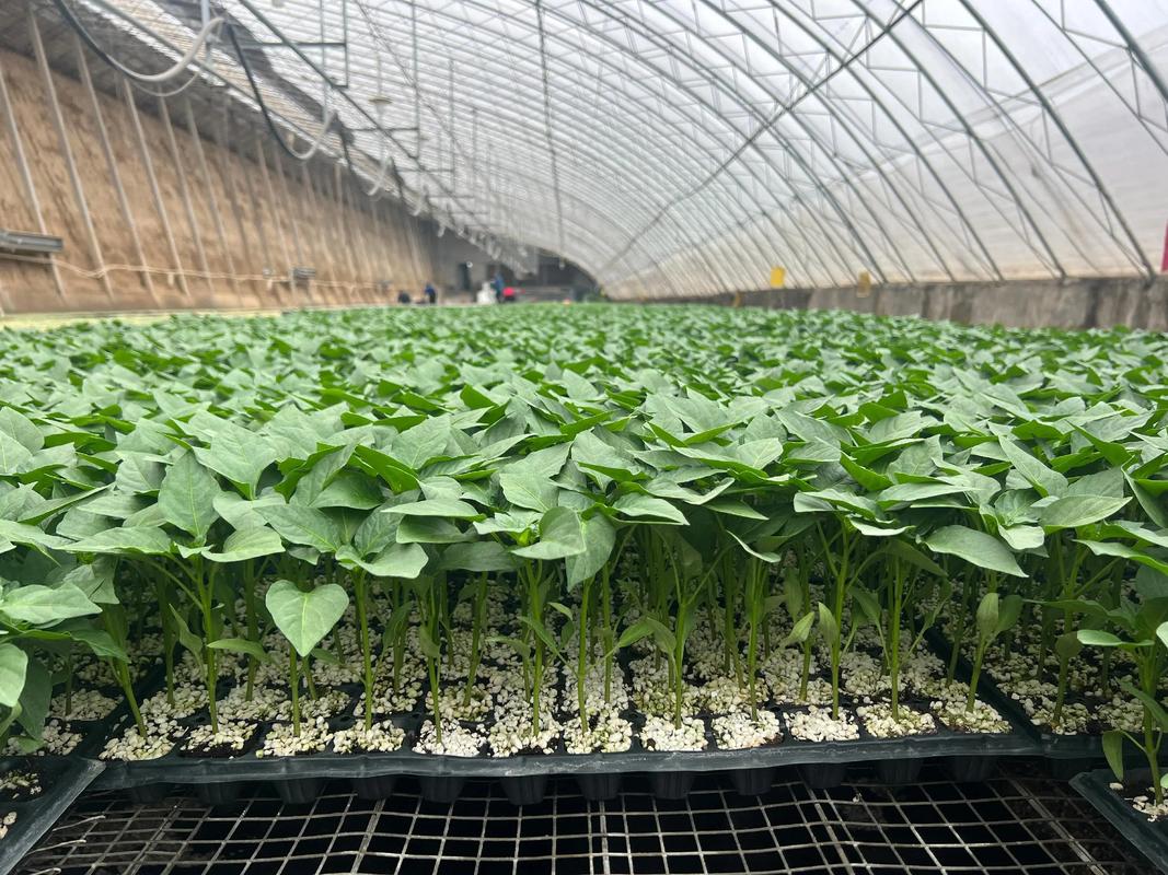 螺丝椒怎么种?从定植到缓苗的详细栽培技术指南 五、浇定根水