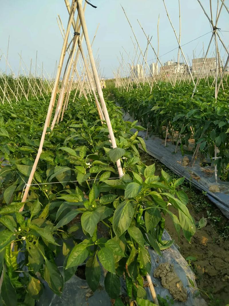 螺丝椒怎么种?从定植到缓苗的详细栽培技术指南 六、缓苗管理