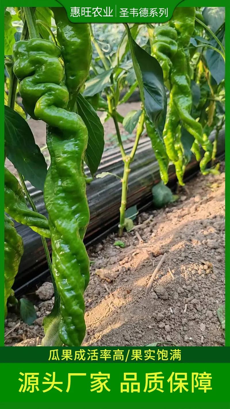 螺丝椒怎么种?从定植到缓苗的详细栽培技术指南 七、成活注意事项